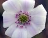 Hepatica japonica H...